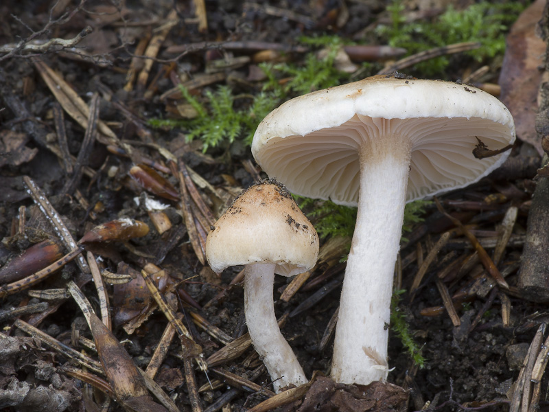 Hygrophorus unicolor